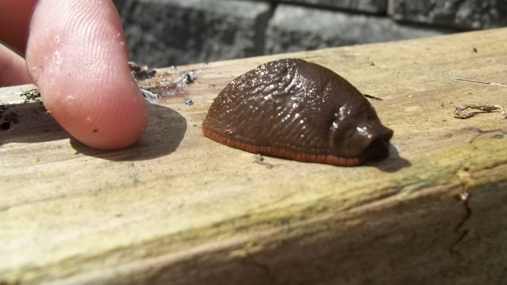 I know this is kind of weird, but LOOK hw cute this slug is:)
